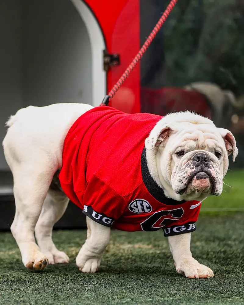 Uga the Dog