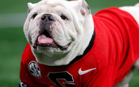 Uga the Dog